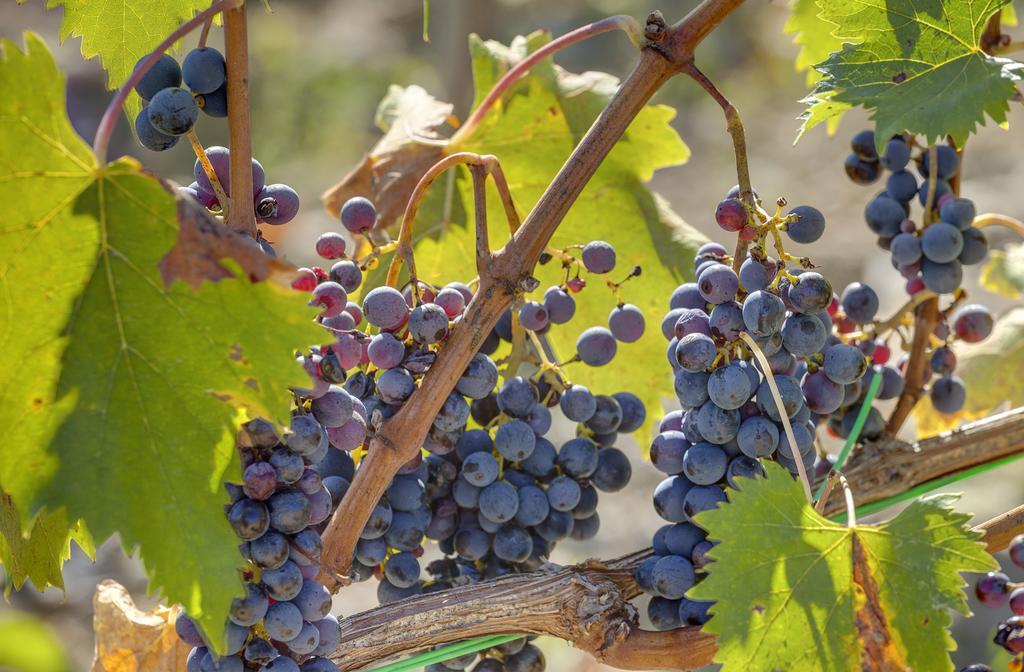 Alloggio per agriturismo La Presura Strada in Chianti